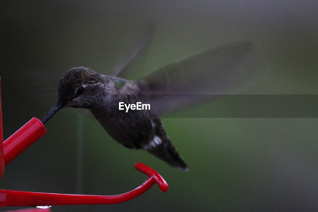 Close-up of a bird flying