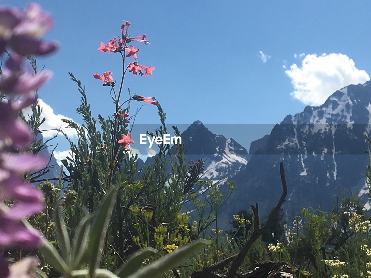 PLANTS AND FLOWERS GROWING AGAINST SKY