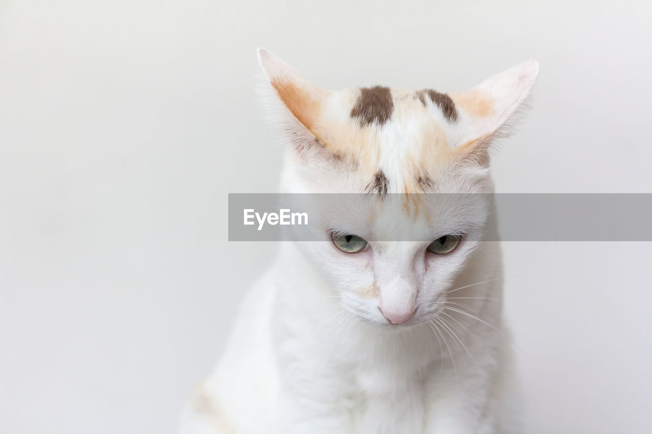 Close-up of white cat