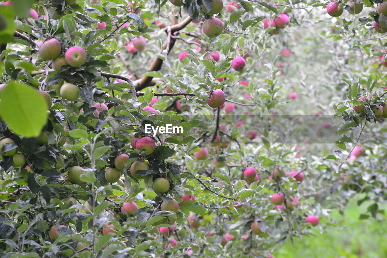 Apples growing on tree