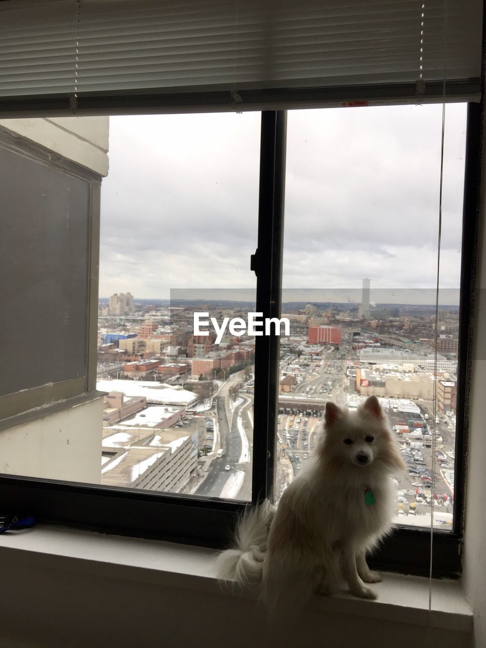 VIEW OF CAT LOOKING THROUGH WINDOW