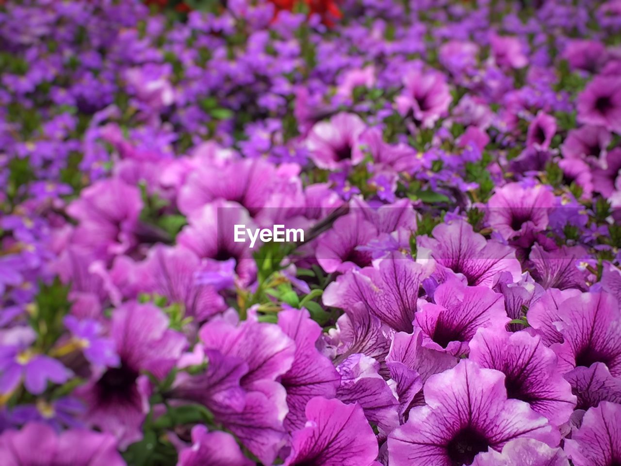 Field of purple flowers