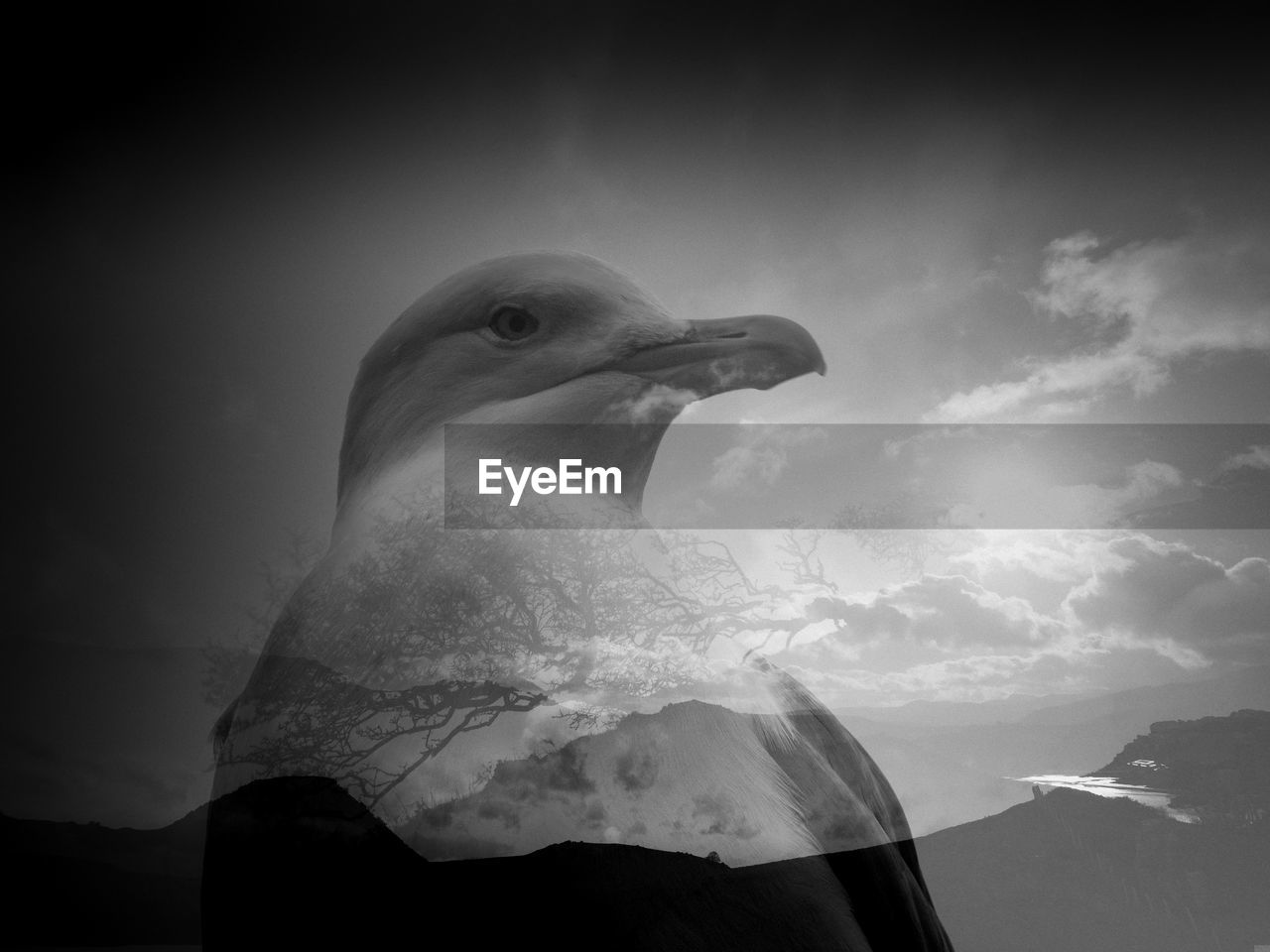 Black and white double exposure of a seagull against a mountain background 