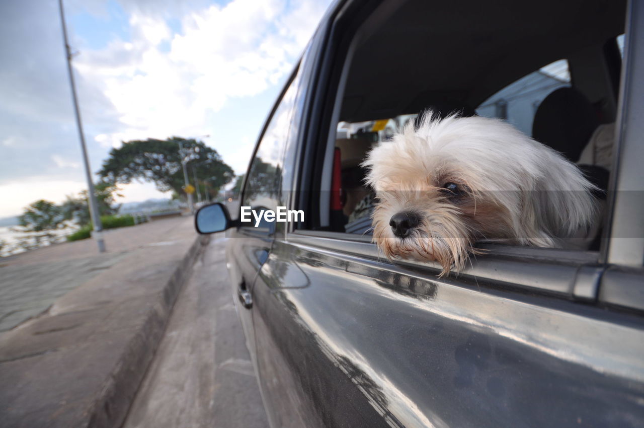 Close-up of west highland white terrier in car