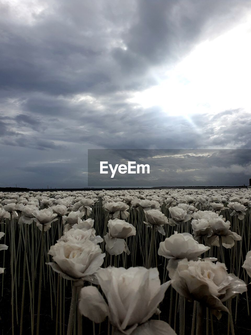 CLOSE-UP OF WHITE ROSES AGAINST SKY