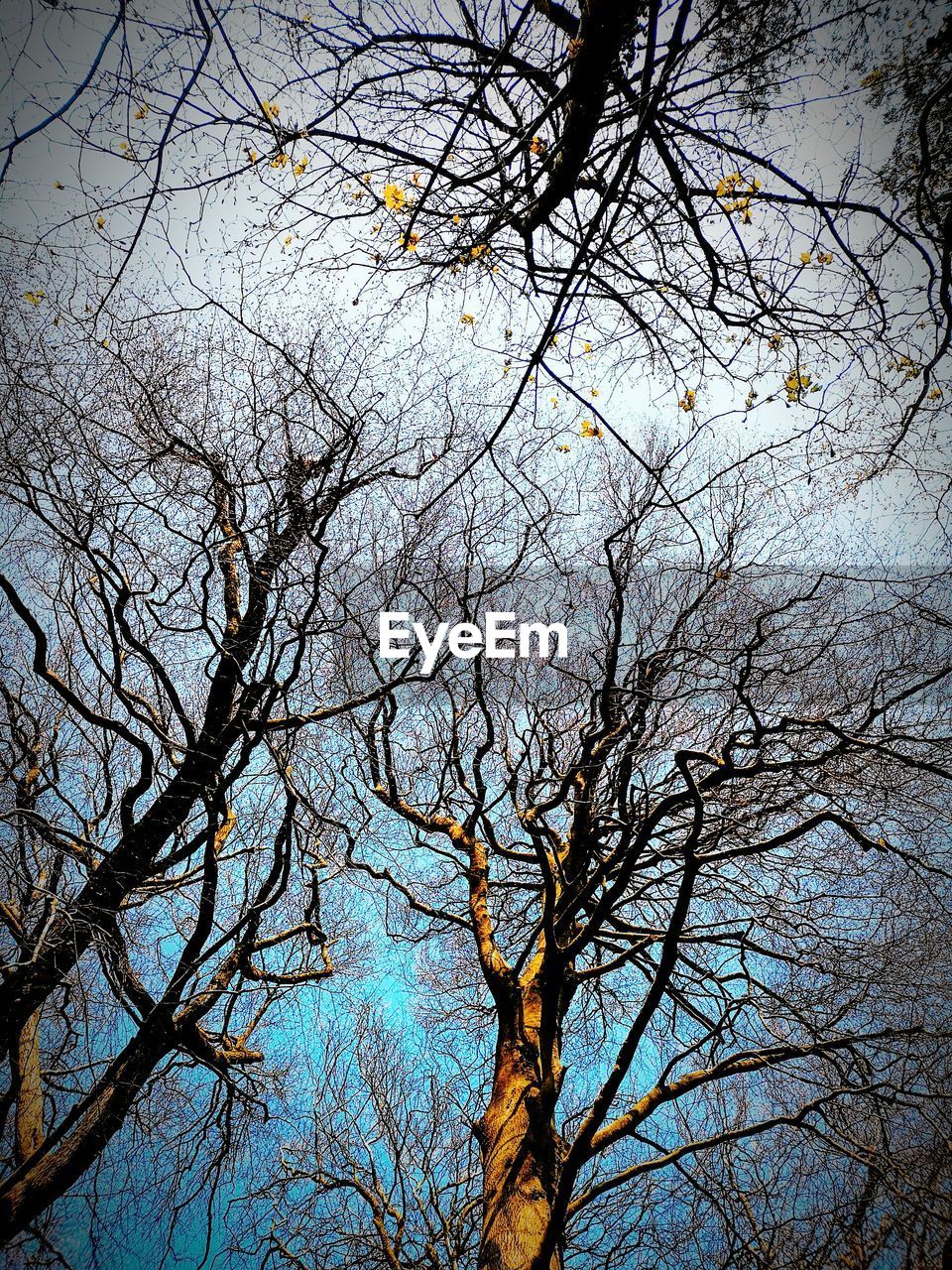 LOW ANGLE VIEW OF BARE TREES IN FOREST AGAINST SKY