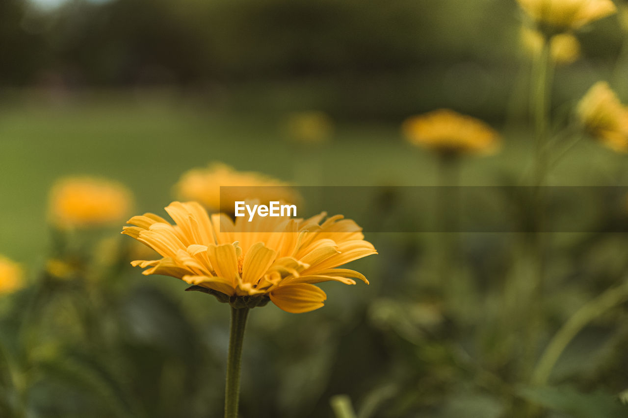 Close-up of yellow flowering plant on field