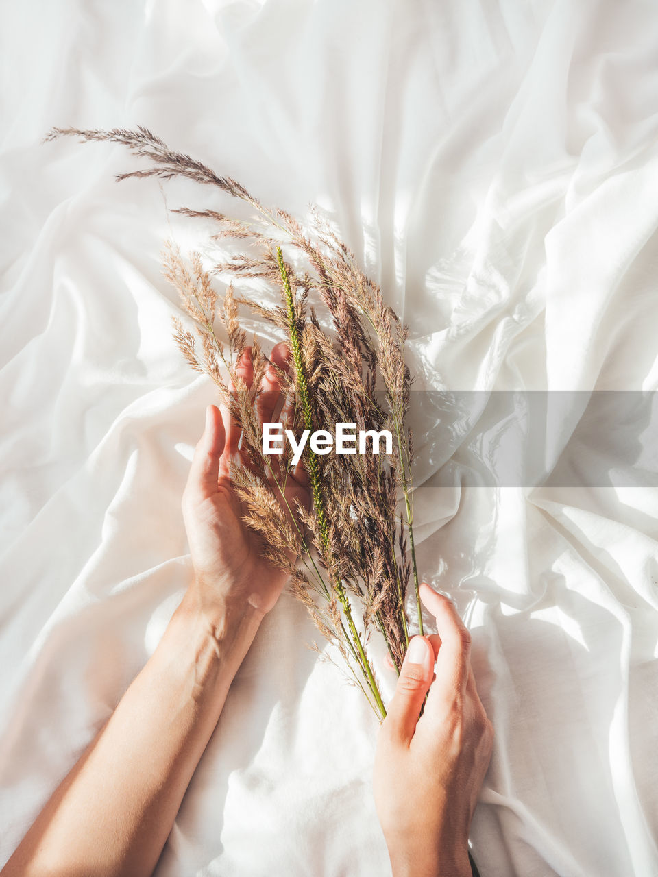 Woman hands with dried grass. flat lay still life concept. decorative plants on white fabric.