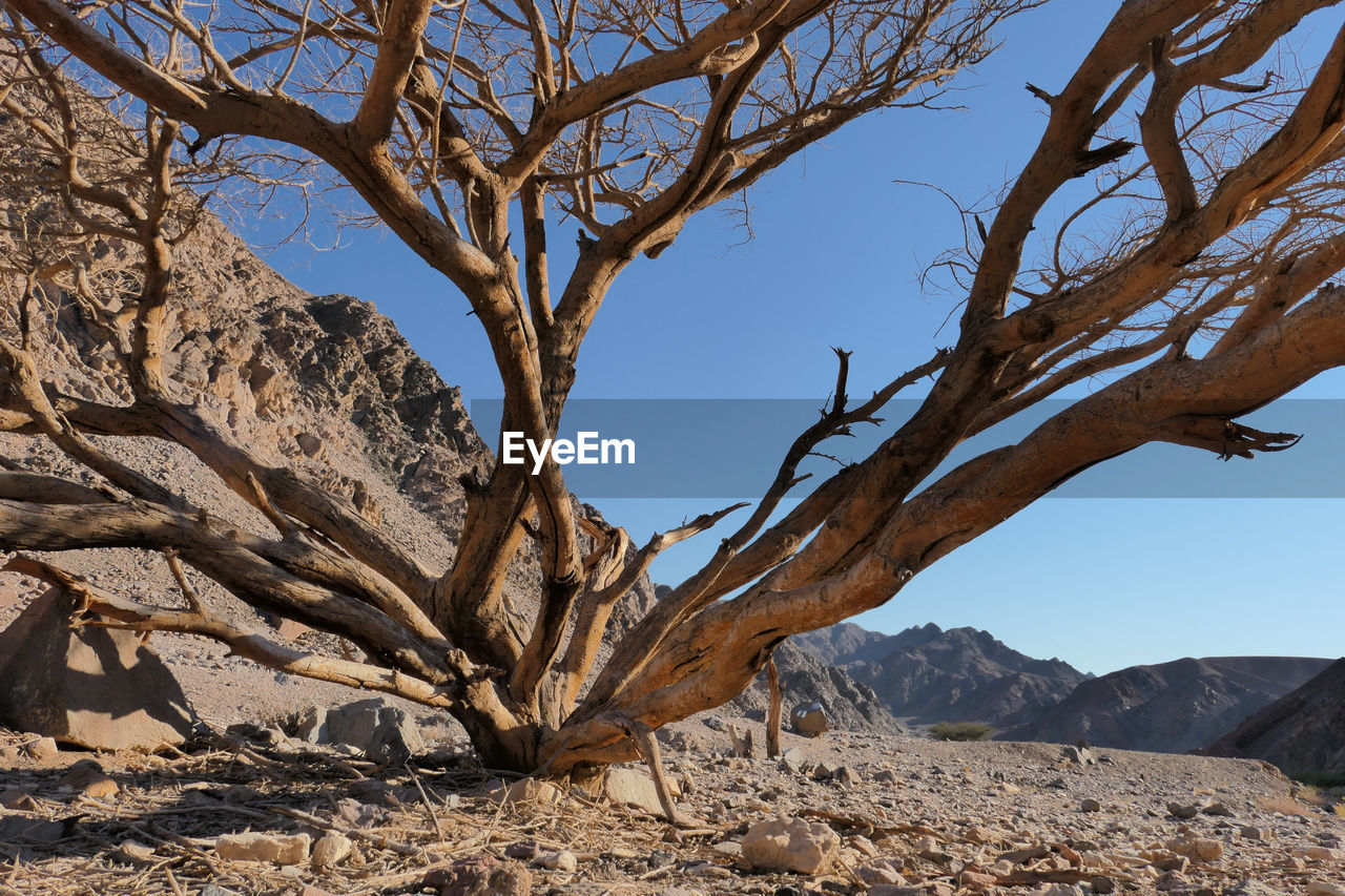 Bare tree on mountain against clear sky in desert 