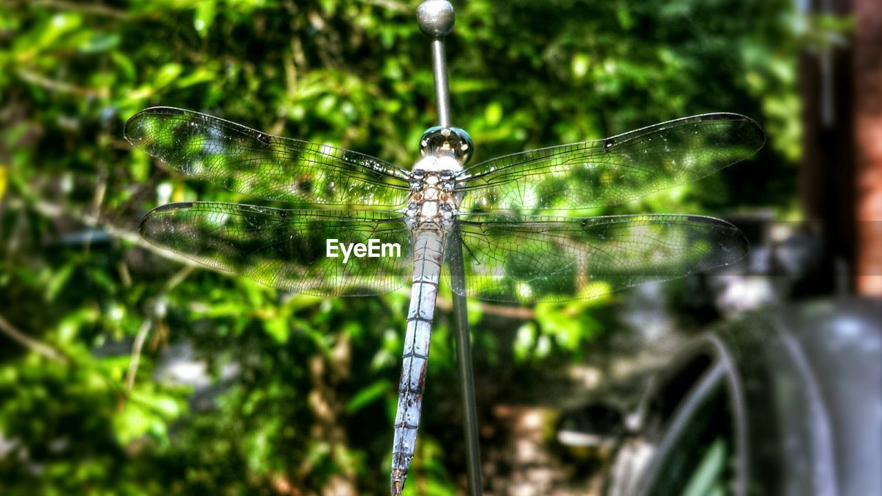 Close-up of dragonfly outdoors