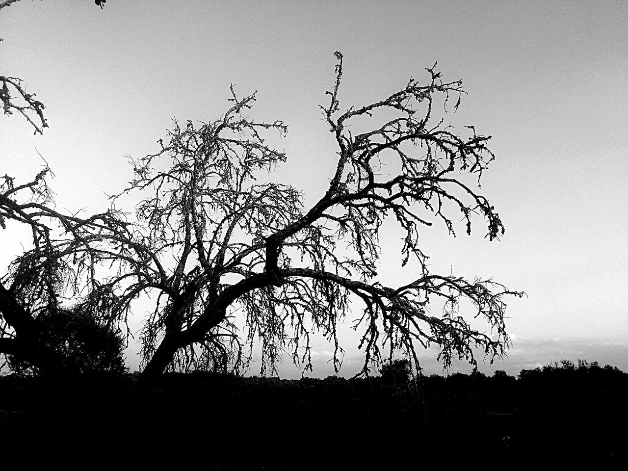 Silhouette trees on field against sky at dusk