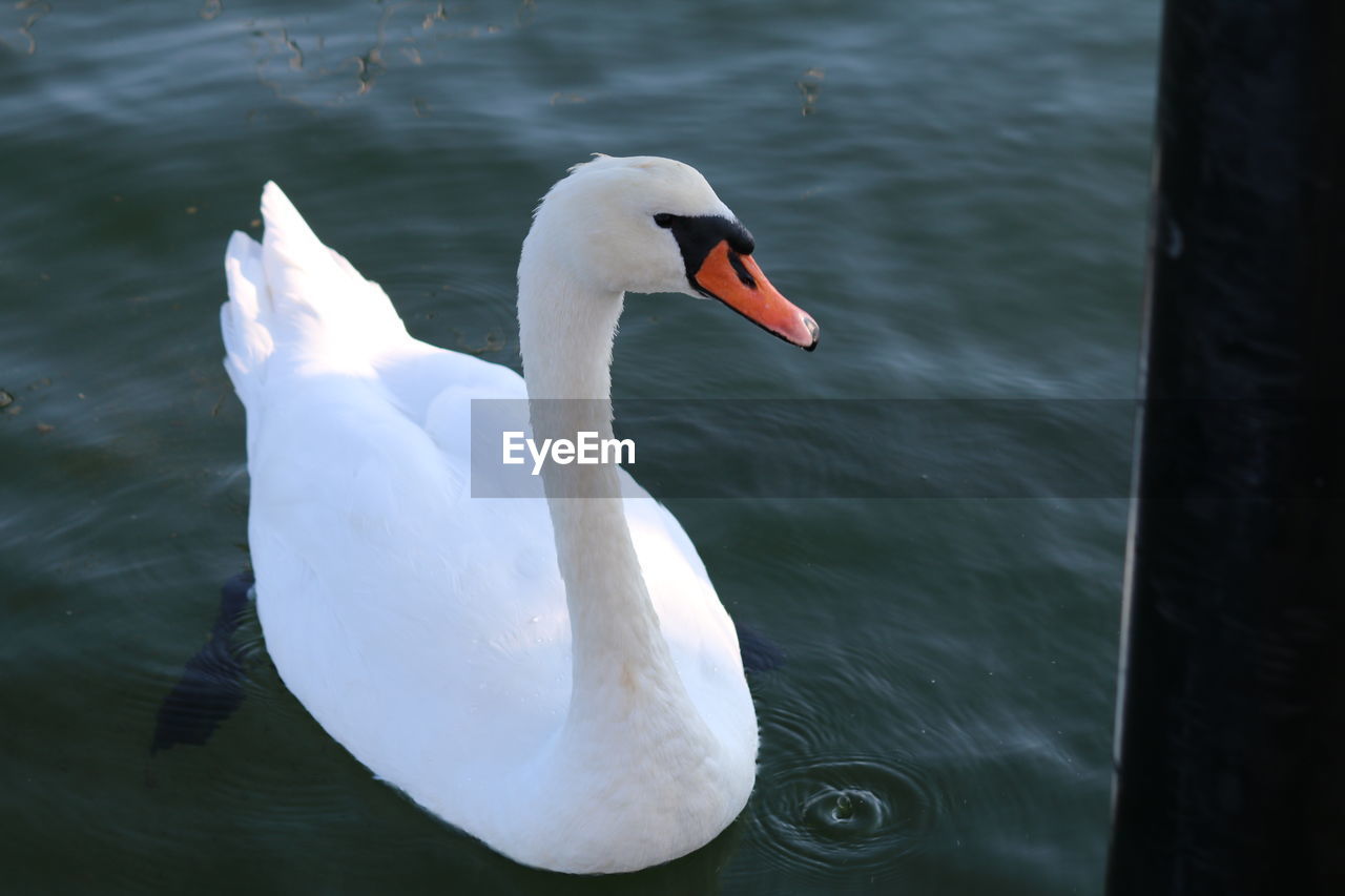 SWAN IN LAKE