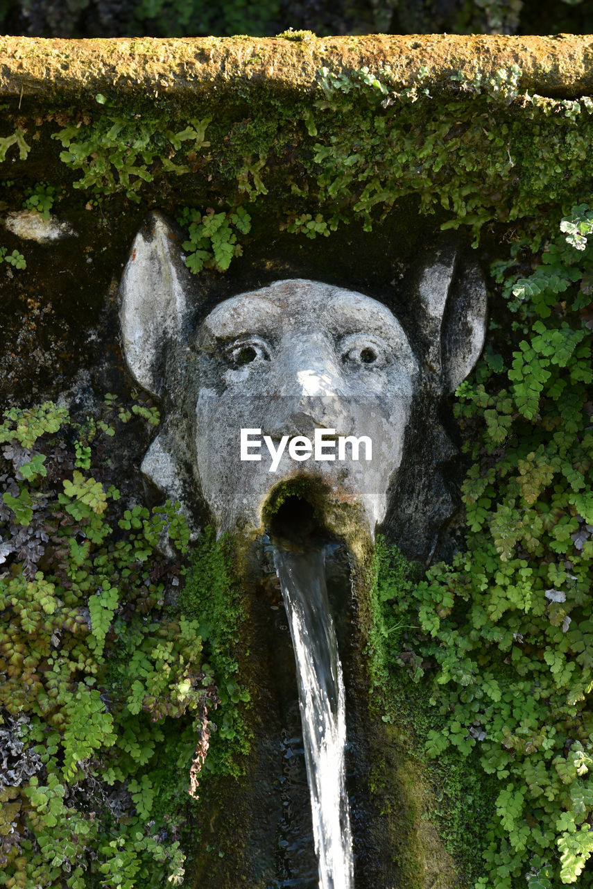 CLOSE-UP OF WATER FLOWING FROM MOSS