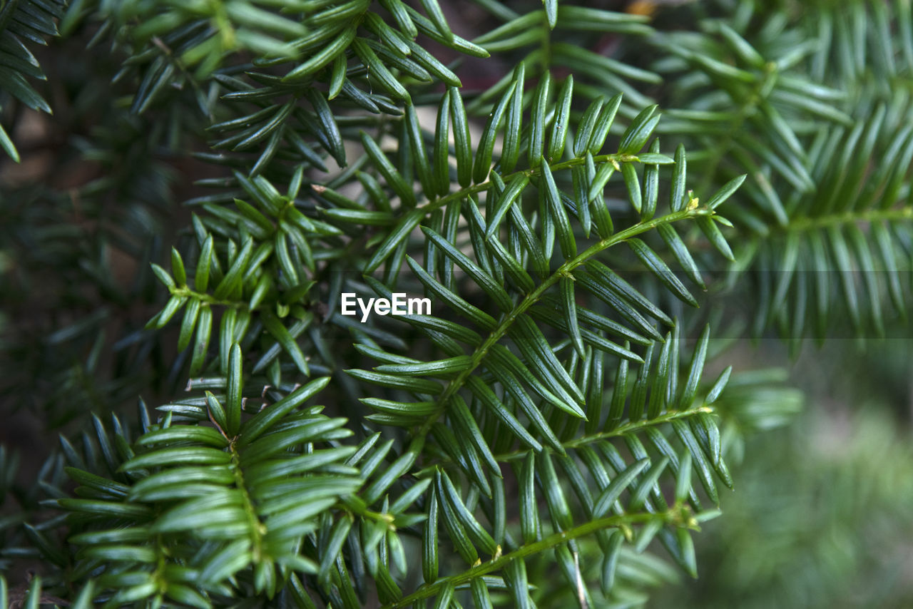 Close-up of green leaves