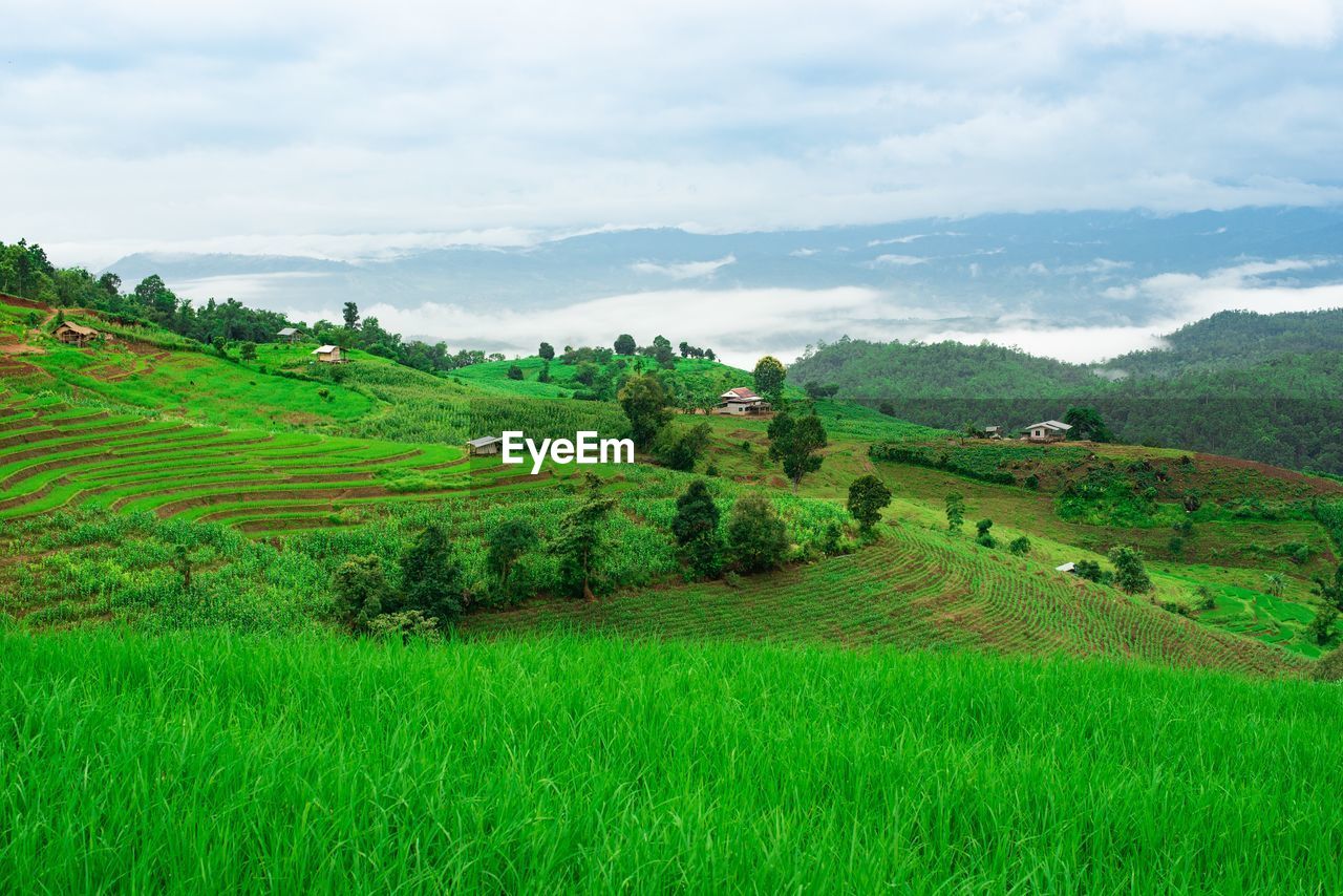 Scenic view of agricultural field against sky