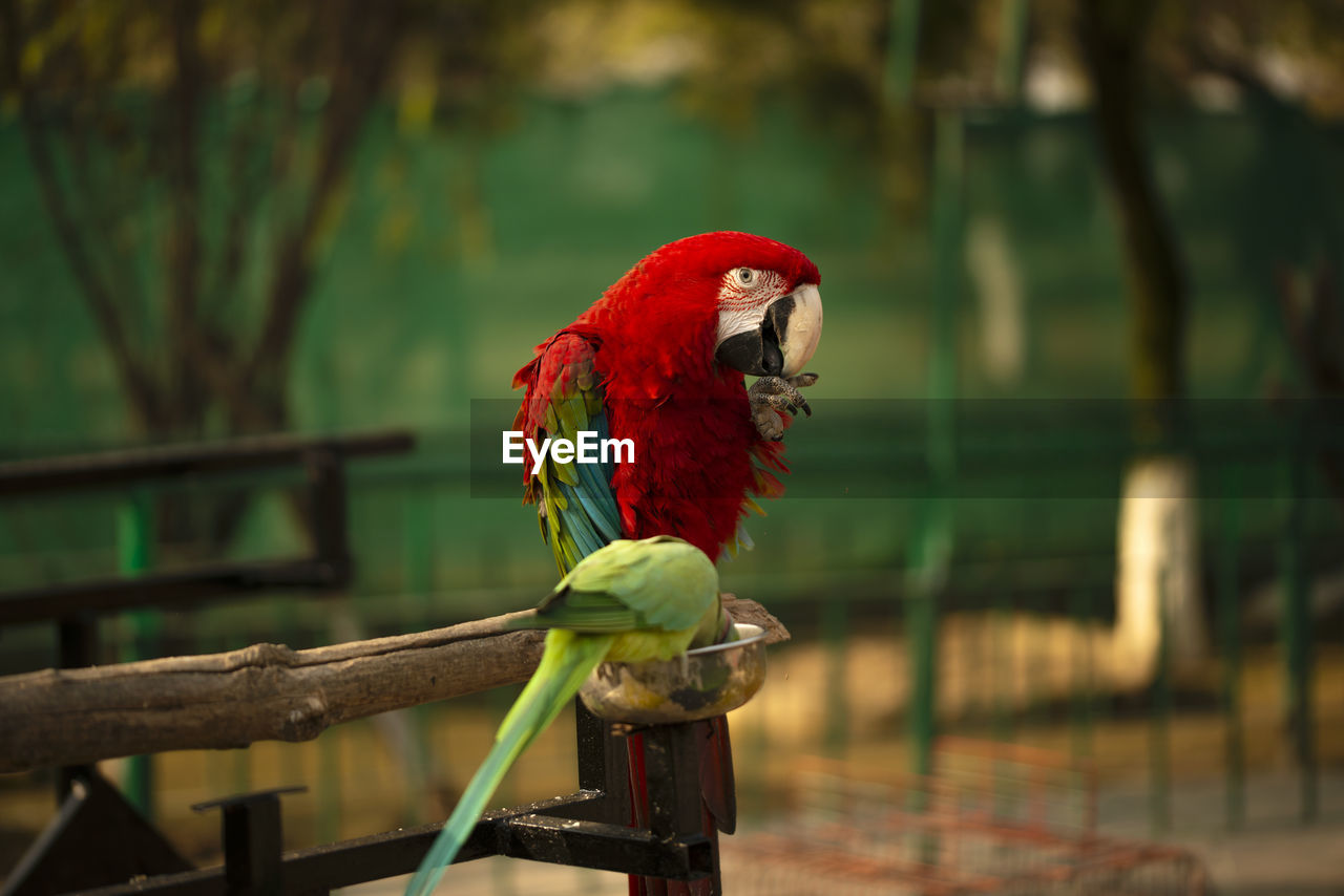 Portrait of colorful scarlet macaw parrot with a green parrot in zoo eating nuts