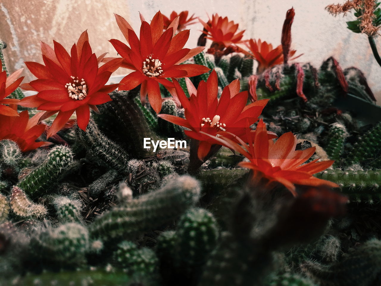 High angle view of red flowering plant