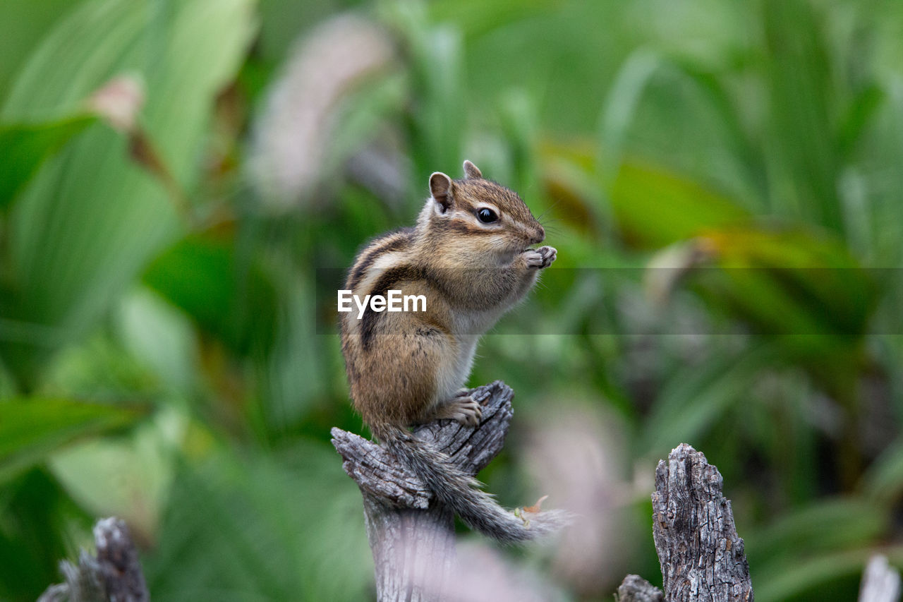 SQUIRREL ON TREE