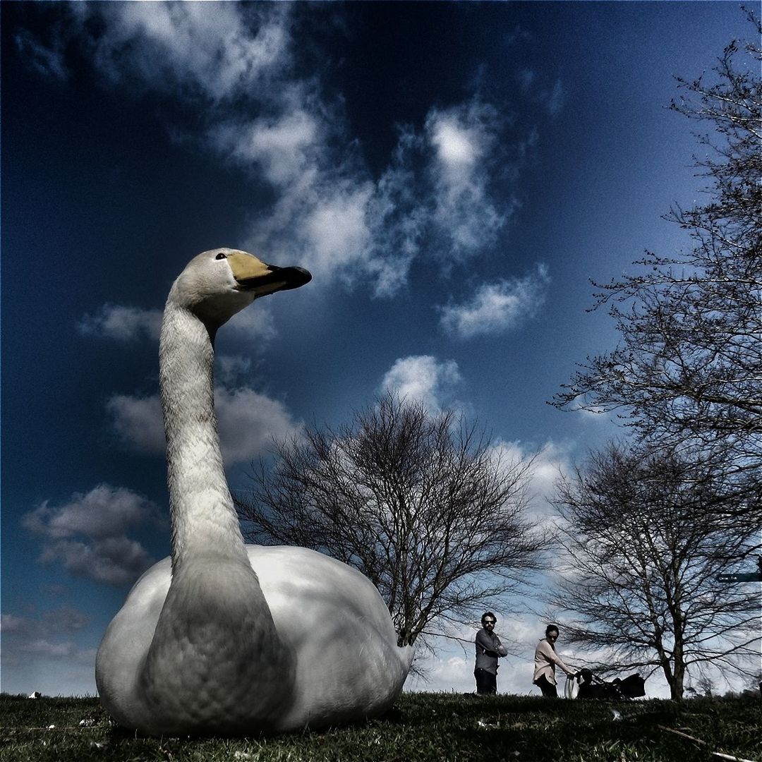 Swan on grass against sky