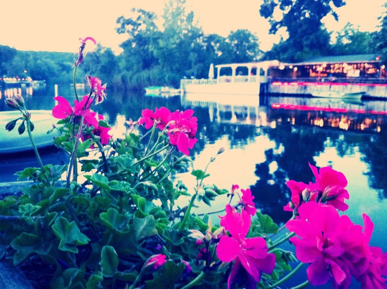 PINK FLOWERS BLOOMING IN PARK