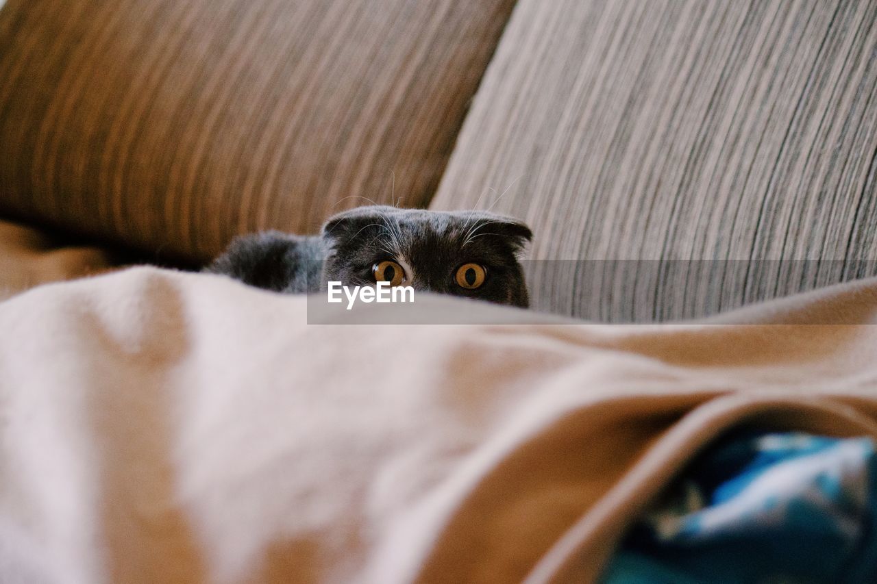 Portrait of cat sitting on sofa