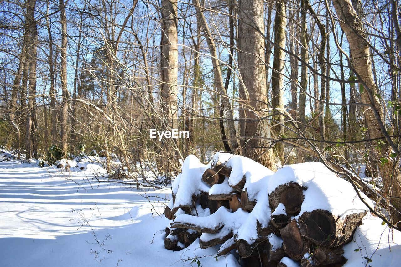 TREES ON SNOW COVERED LANDSCAPE