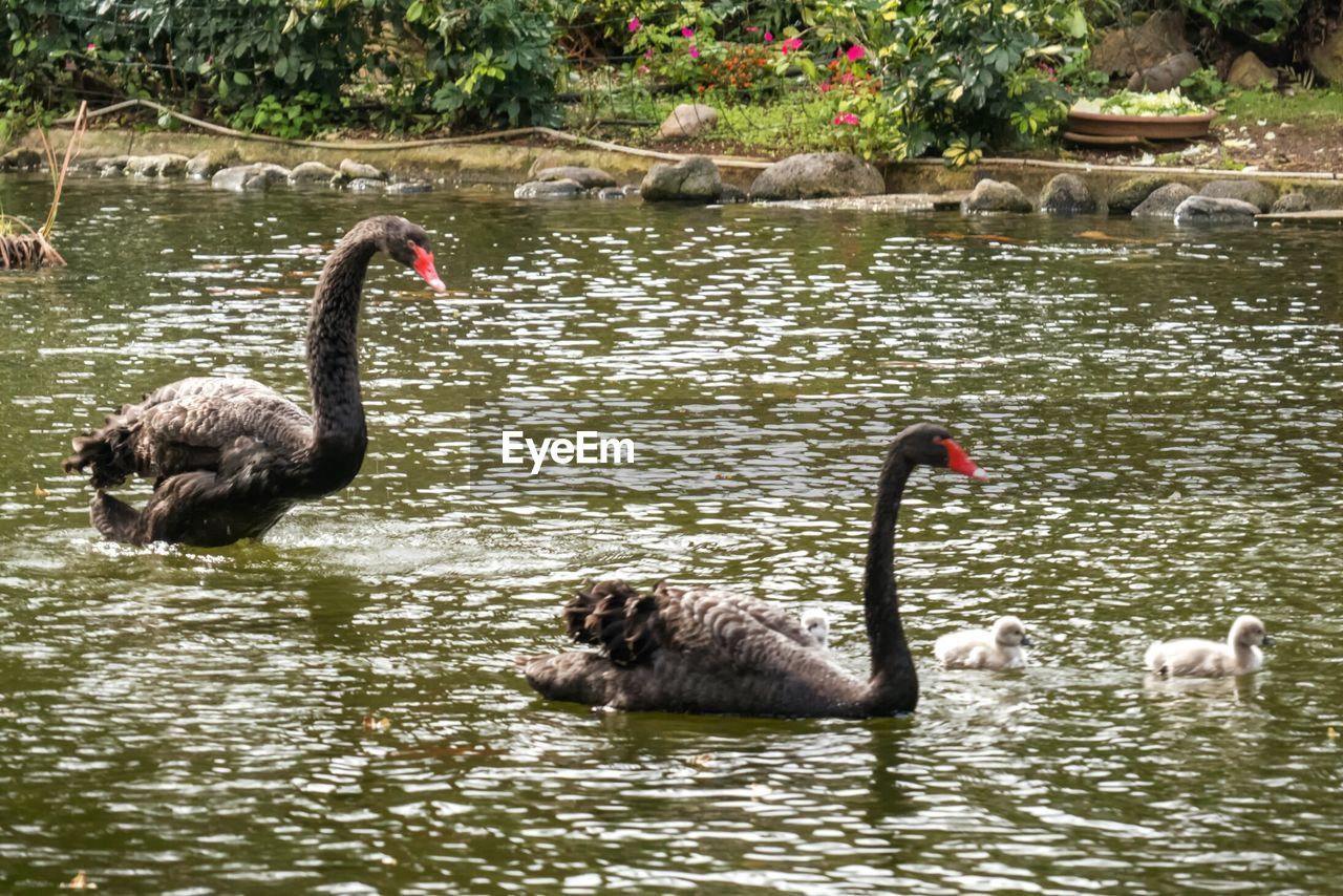 DUCKS IN WATER