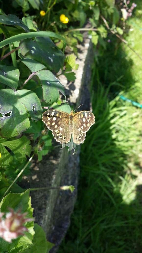 CLOSE-UP OF BUTTERFLY ON PLANT