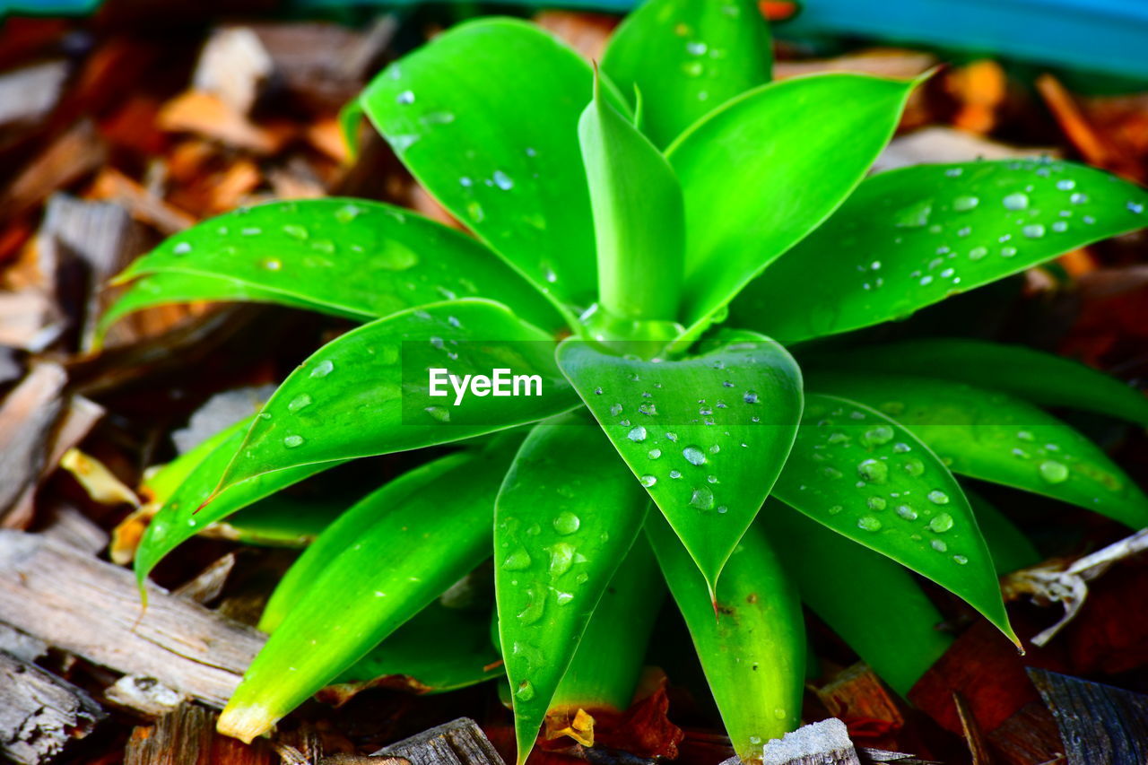 Close-up of wet plants