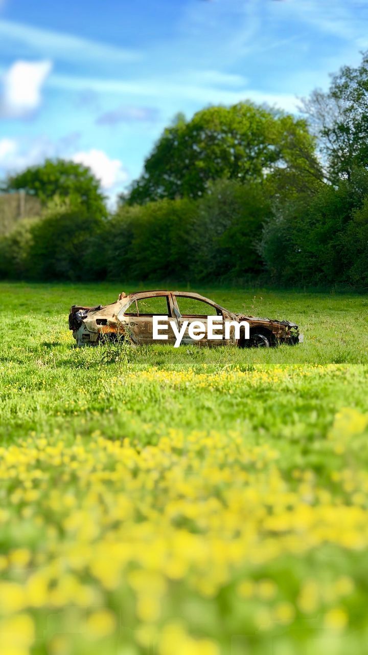 HORSE IN A FIELD