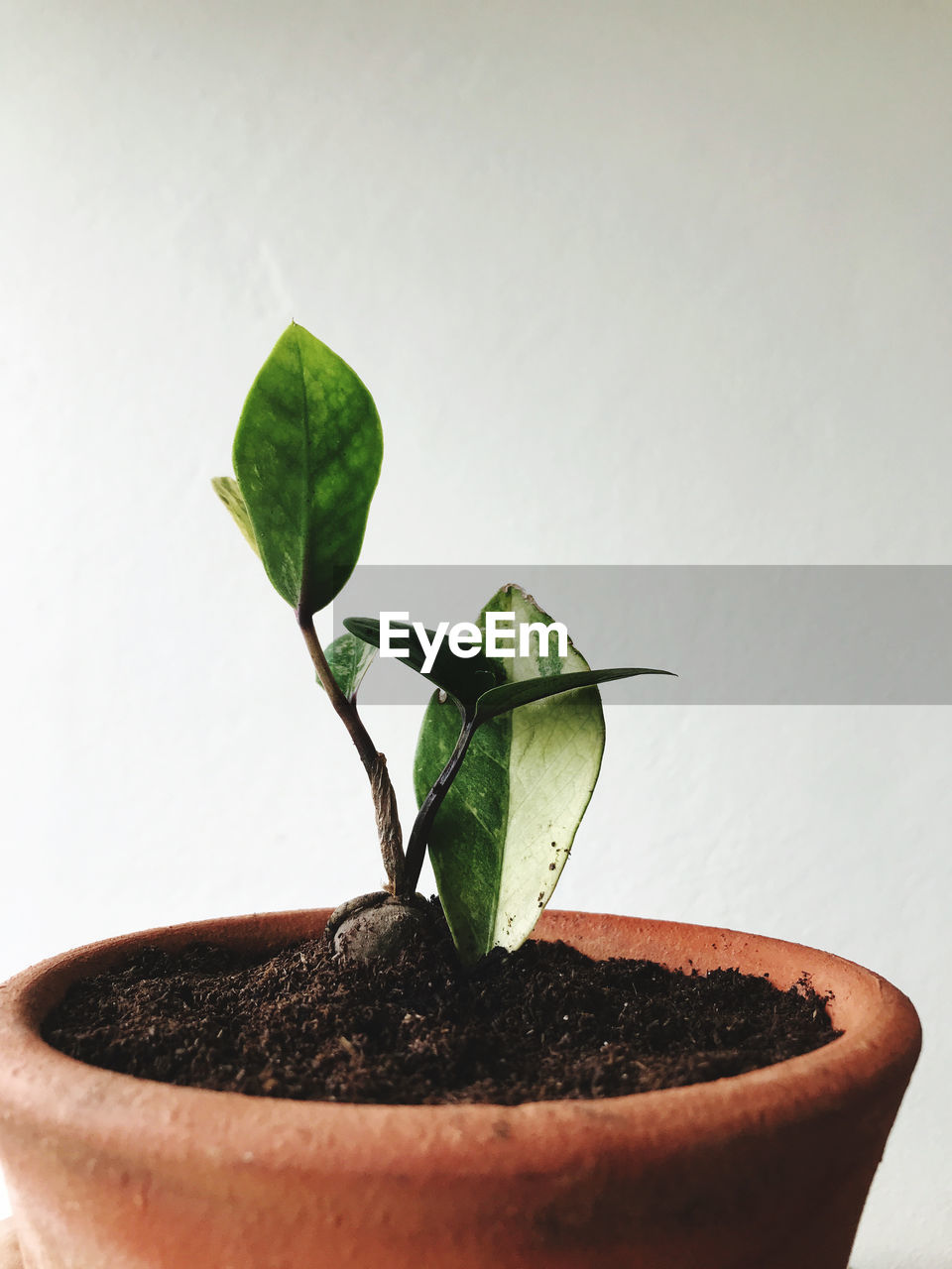 plant, plant part, growth, leaf, potted plant, nature, green, houseplant, bonsai, flowerpot, botany, produce, no people, beauty in nature, seedling, indoors, studio shot, beginnings, close-up, gardening, flower, dirt, lap dog, soil, cultivated, copy space, food and drink