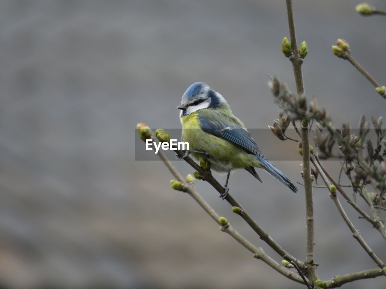 CLOSE-UP OF BIRDS PERCHING ON BRANCH