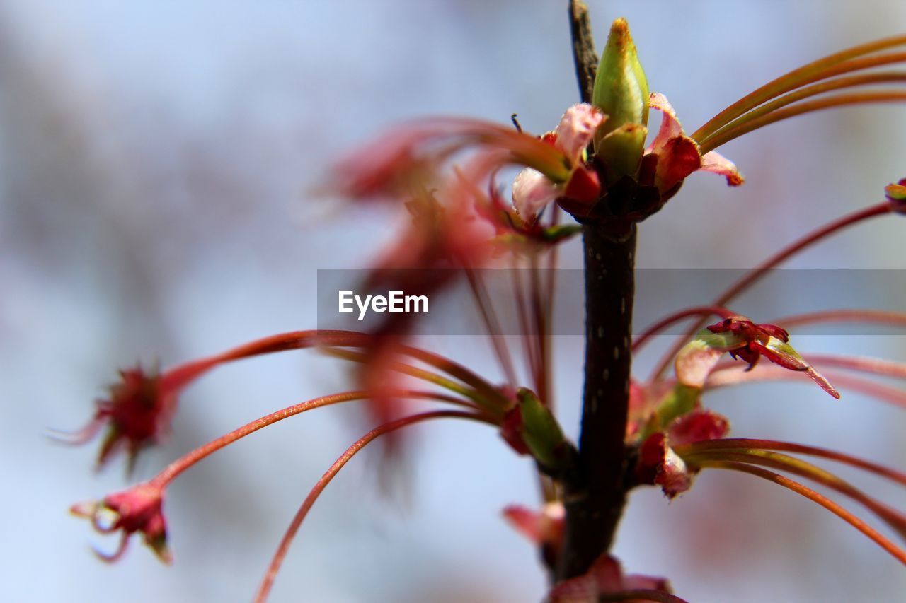 CLOSE-UP OF WILTED FLOWERS