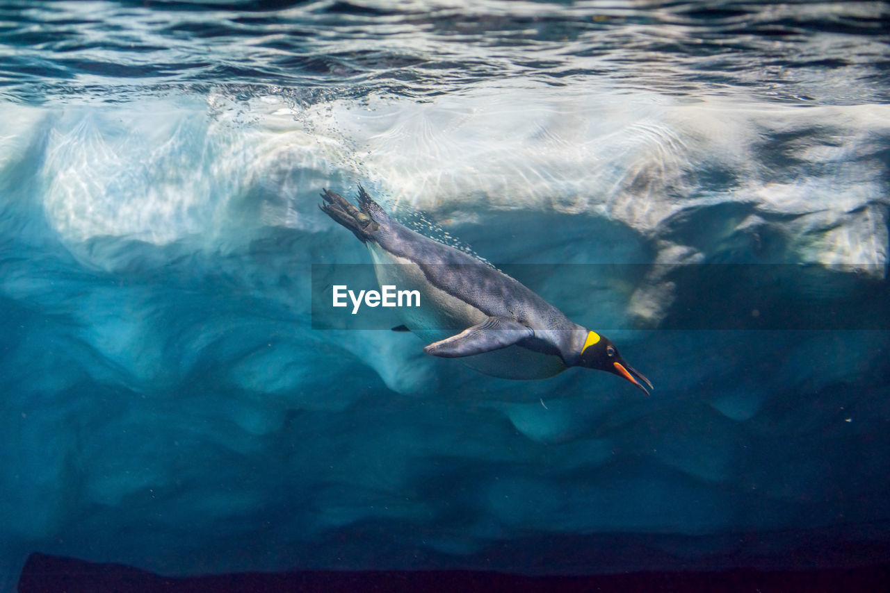 VIEW OF FISH SWIMMING