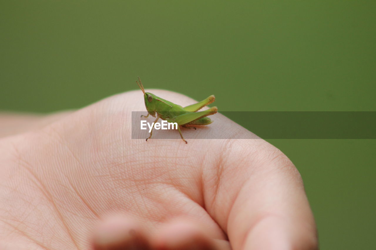 Close-up of insect on hand