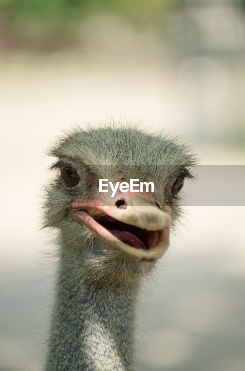 Close-up portrait of ostrich