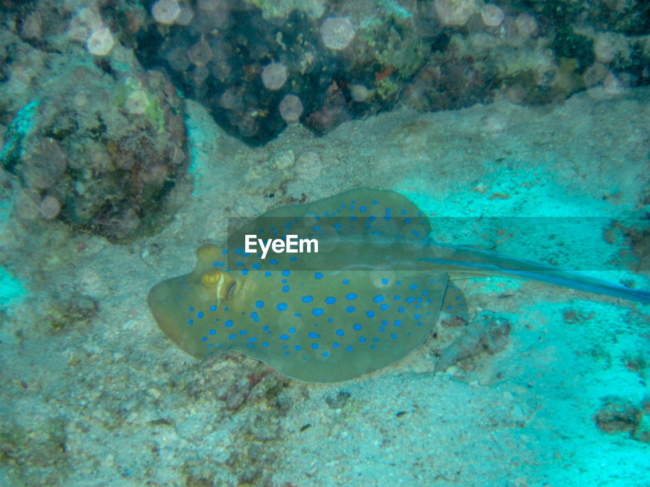 FISH SWIMMING UNDERWATER