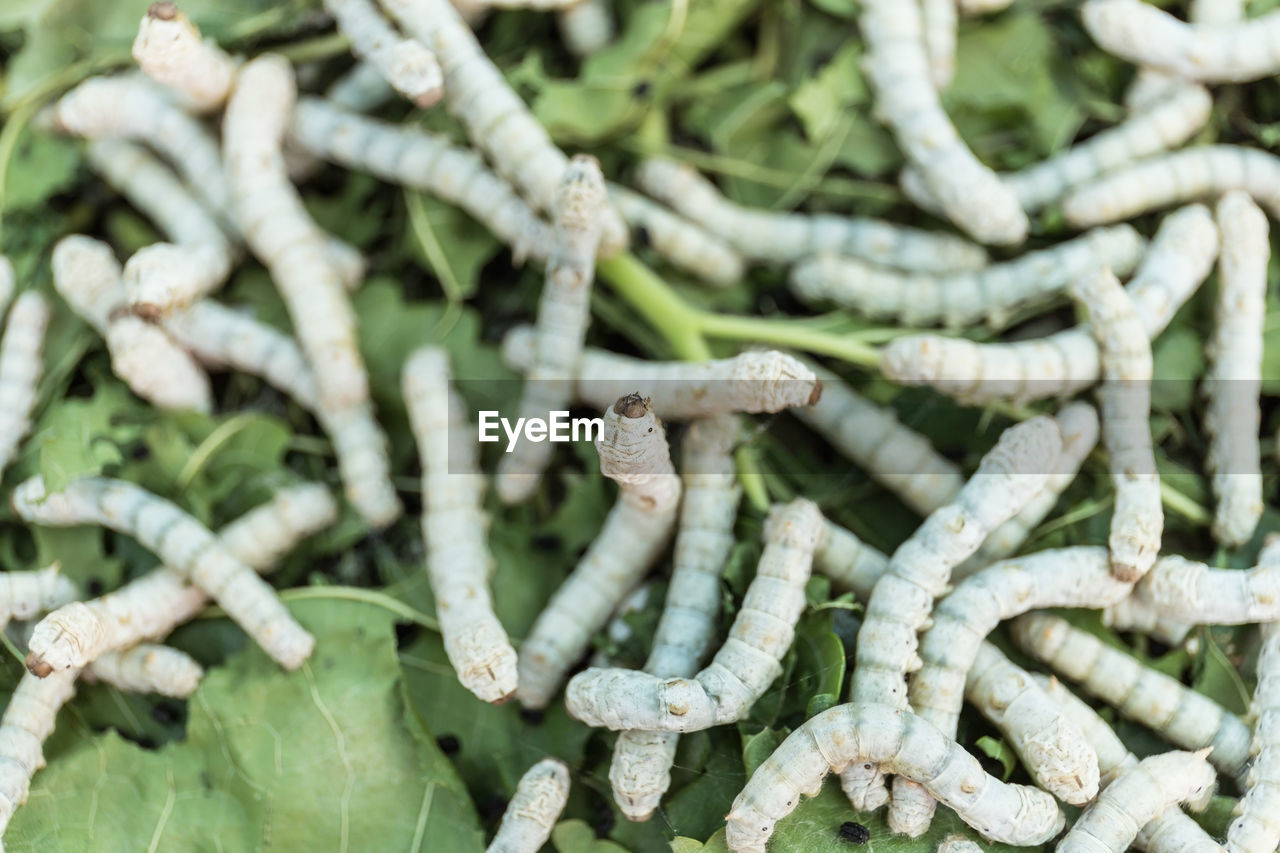 Full frame shot of silkworms