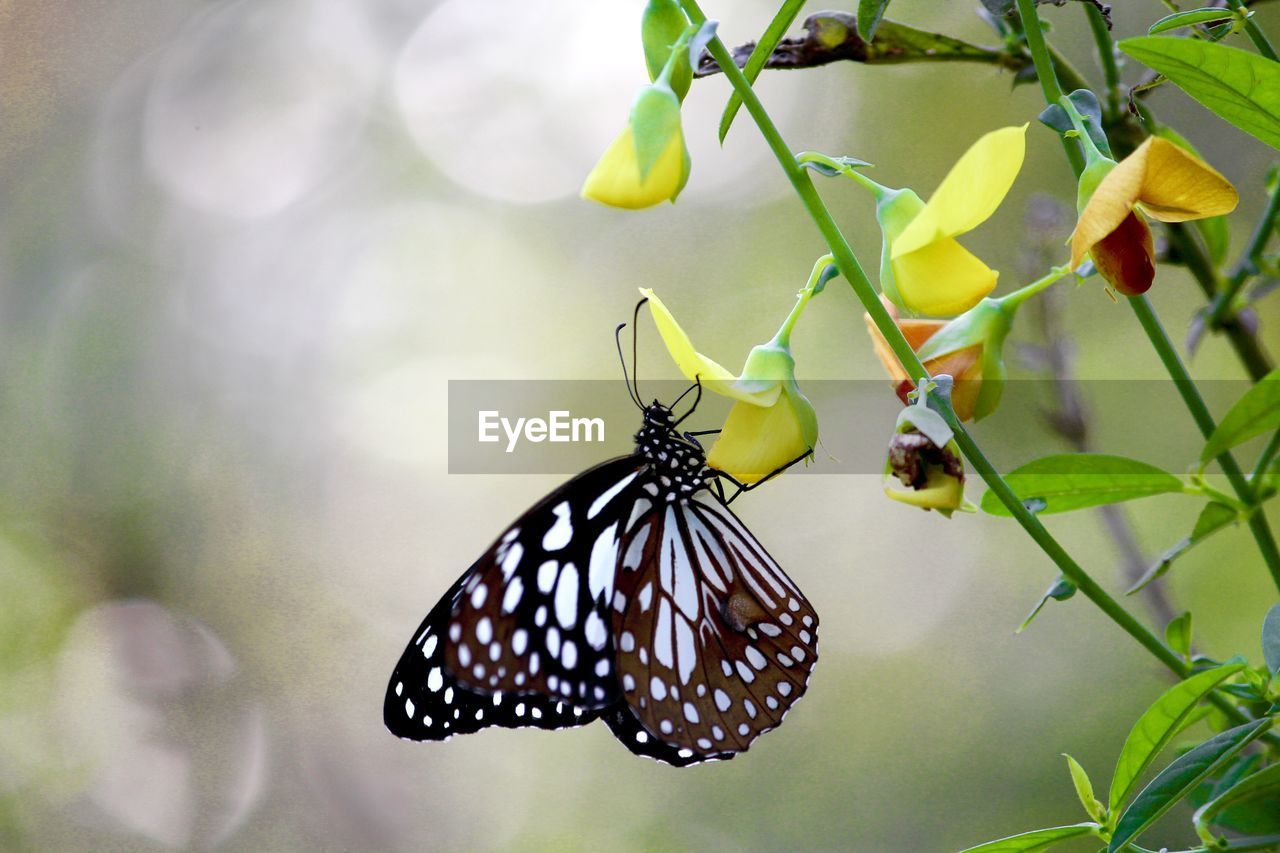  butterfly pollinating flower