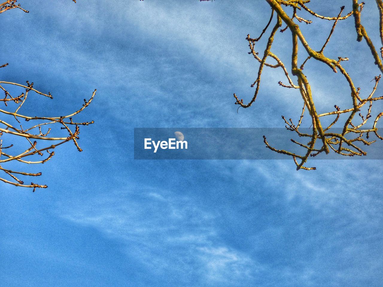 LOW ANGLE VIEW OF BARE TREES AGAINST BLUE SKY