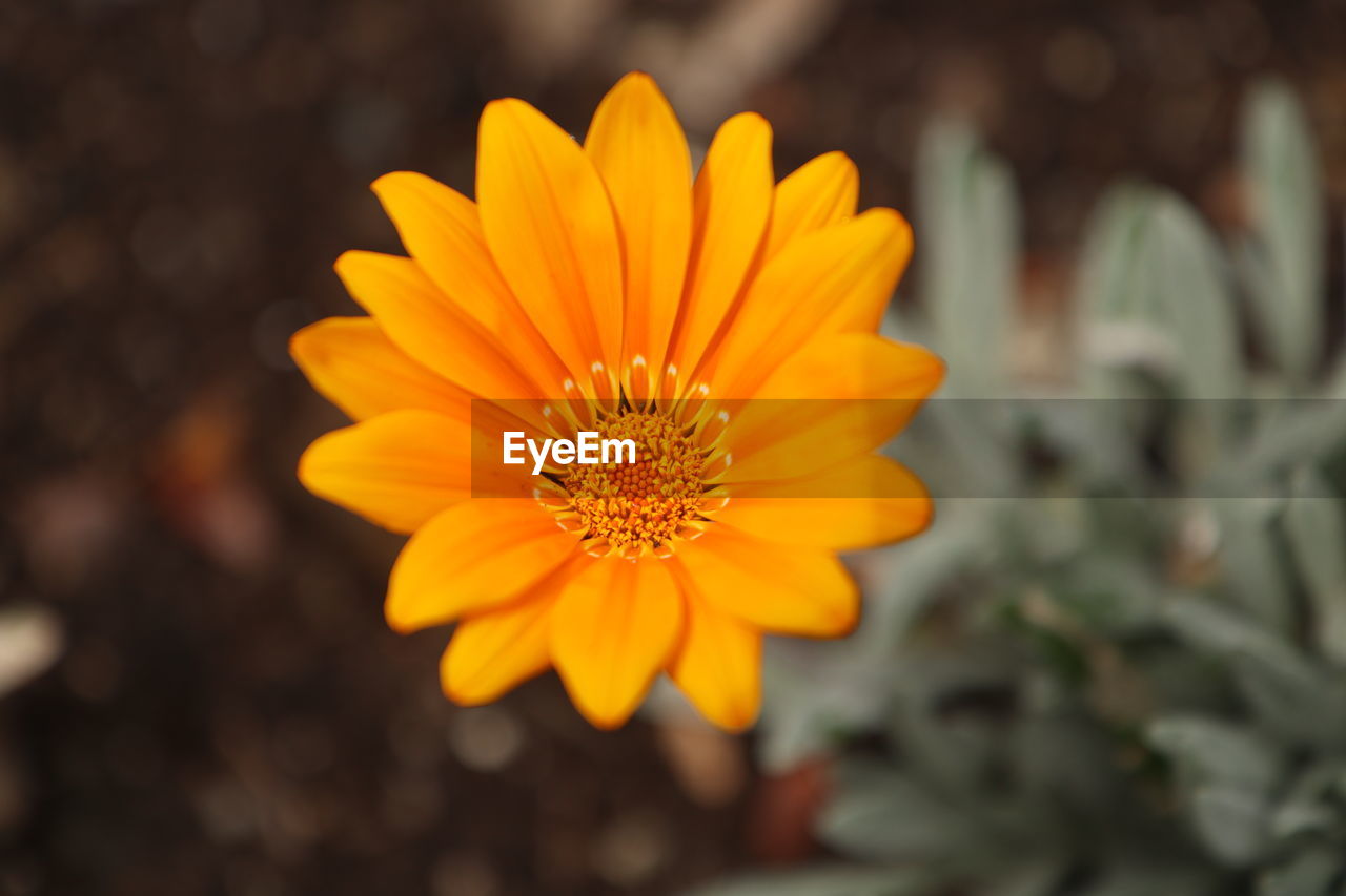 CLOSE-UP OF YELLOW FLOWER AGAINST ORANGE SKY