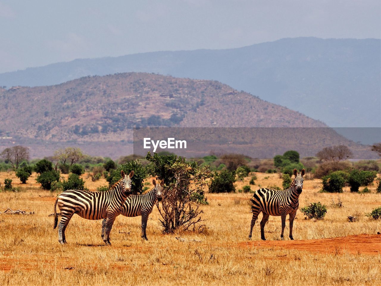 VIEW OF ZEBRA ON FIELD AGAINST MOUNTAINS