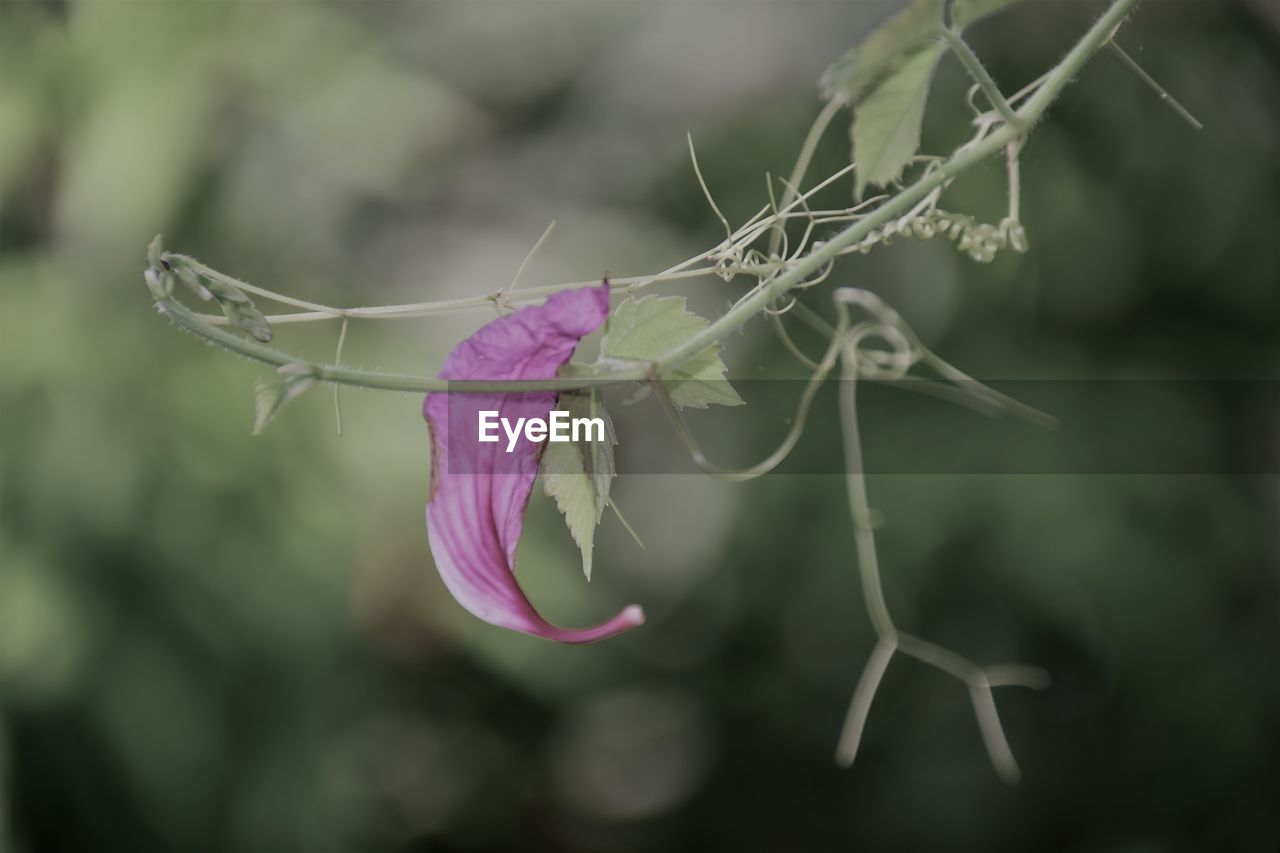 Close-up of purple flowering plant