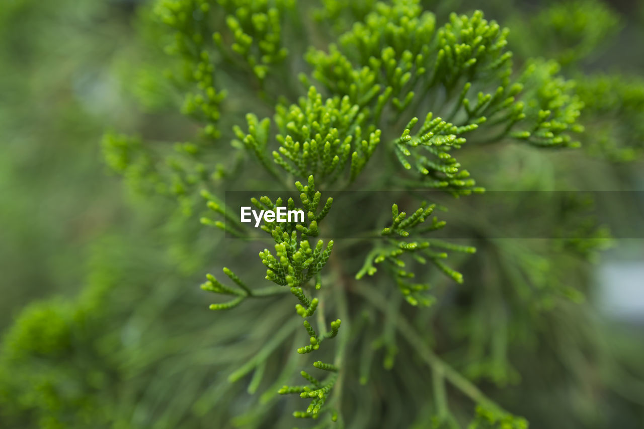 CLOSE-UP OF FRESH GREEN LEAVES