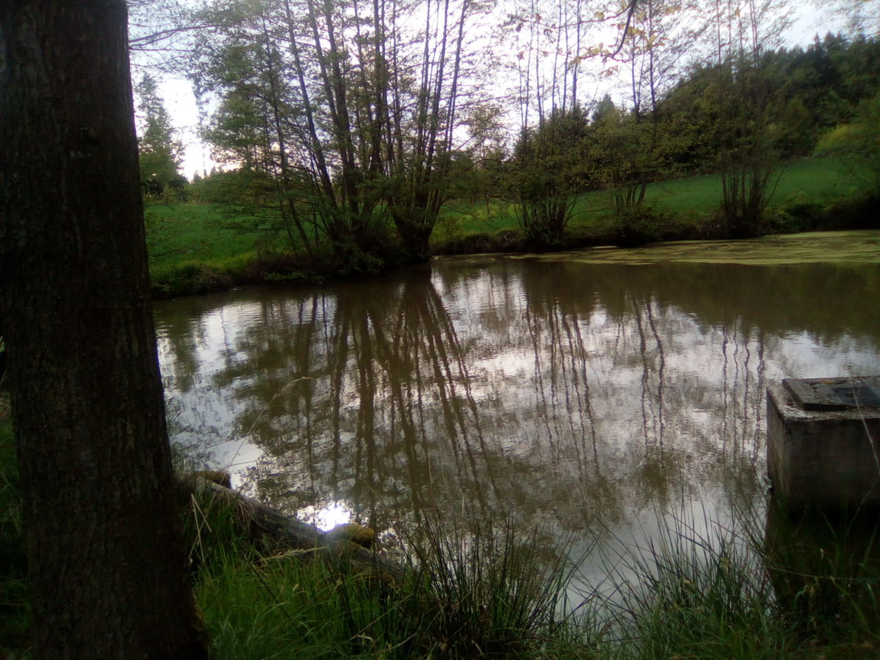 REFLECTION OF TREES IN LAKE