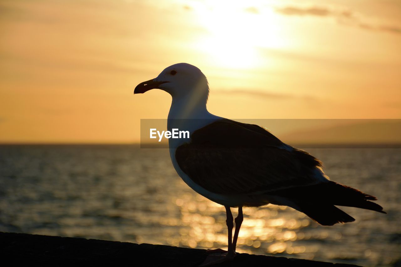 SEAGULL PERCHING ON A SEA AGAINST SKY