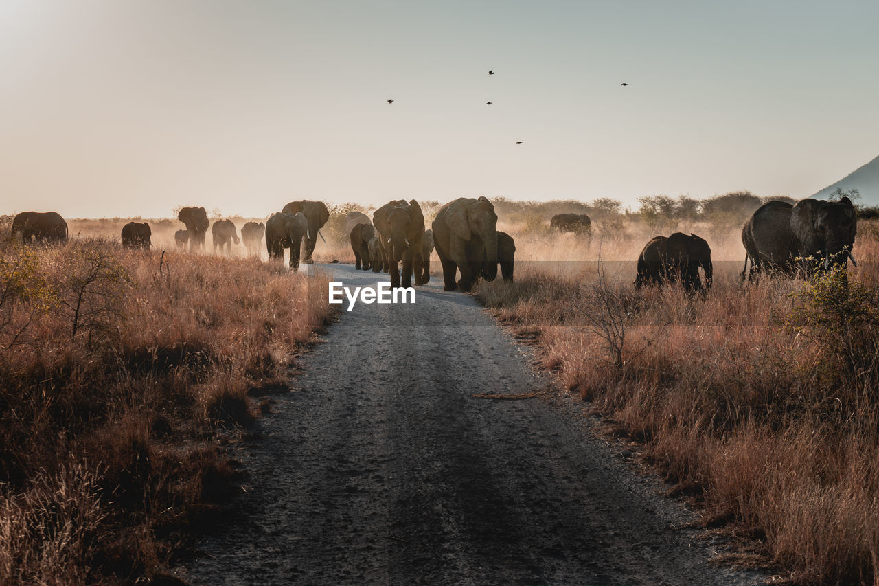 Elephants walking on road against sky