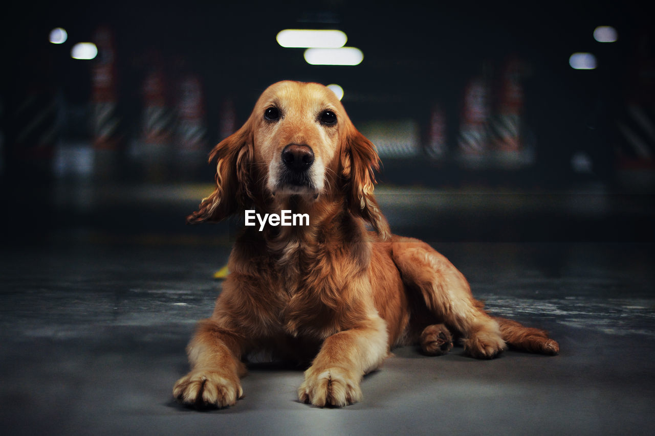 Portrait of dog sitting in parking lot