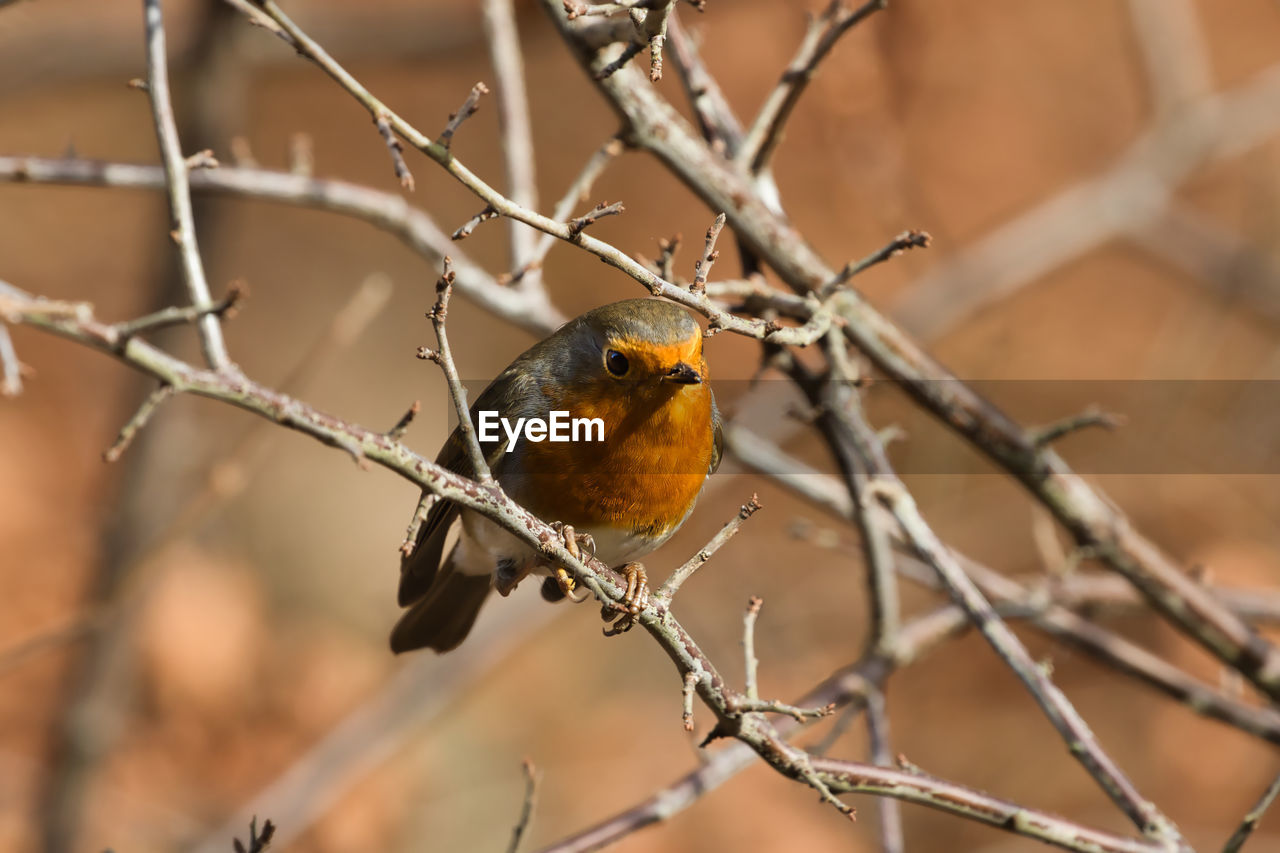 Close-up of bird perching on branch. a robin bird rotkehlchen erithacus rubecula muscicapidae 