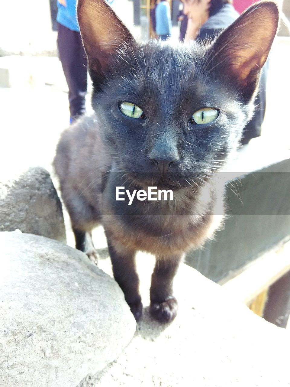 Portrait of black cat on retaining wall